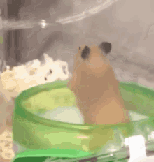 Hamster Expecting GIF - Hamster Expecting Slow Turn GIFs
