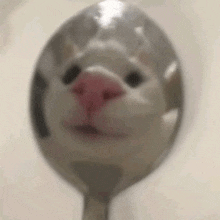 a close up of a spoon with a cat 's face reflected in it .