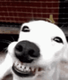 Dog Cute GIF - Dog Cute Smile GIFs