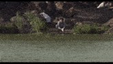 a man is squatting on the shore of a lake