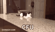 Zumba Cat Fall GIF - Zumba Cat Fall Fail GIFs