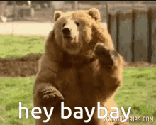 Hey Baybay Bear GIF - Hey Baybay Bear Wave GIFs