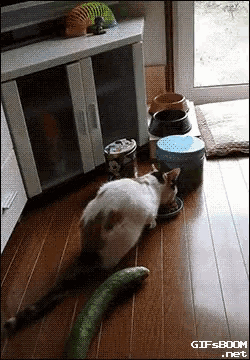 CATS Vs CUCUMBER PICKLE CATS FUNNY Cats Compilation try not to laugh on  Make a GIF