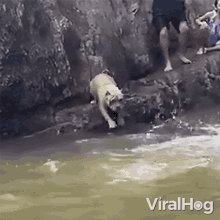 Dog Jumps Into The Water Viralhog GIF