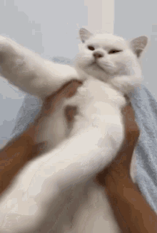Cat Cat Dance GIF - Cat Cat Dance Cat Muppet GIFs