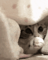 Komaru Cat GIF - Komaru Cat Cute GIFs