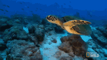 Swimming World Turtle Day GIF