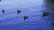 Ducks Take Off Test Clip GIF