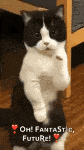 a black and white cat is standing on its hind legs and saying oh ! fantastic , future !