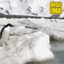 Penguin Jumping GIF - Penguin Jumping Come Thru GIFs