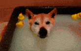 Hoecat Dog GIF - Hoecat Dog GIFs
