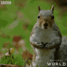 a squirrel is standing on its hind legs looking at the camera .