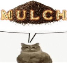 Mulch Cat GIF - Mulch Cat Cat Saying Mulch GIFs