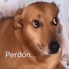 a close up of a brown dog with the word perdon on the bottom right