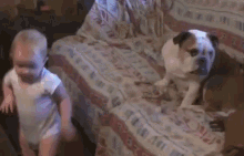 Baby Argues With Bull Dog GIF - Baby Bull Dog Chatter GIFs