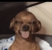 a brown dog is sticking its tongue out and smiling .