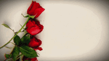 Happy Valentines Day Roses GIF - Happy Valentines Day Roses GIFs
