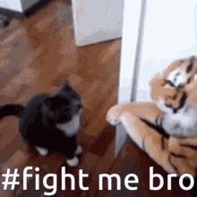 Fight Me Bro Cat GIF - Fight Me Bro Fight Cat GIFs