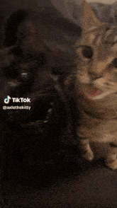 Axle Cat GIF - Axle Cat Black Cat GIFs