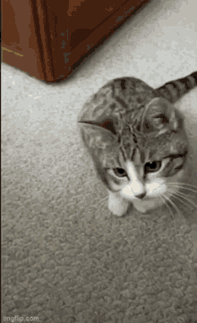 Pippin Cat GIF - Pippin Pip Cat GIFs