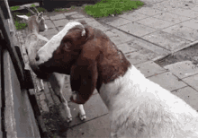 Goat Weird GIF - Goat Weird Neck GIFs