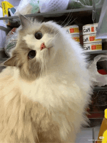 a fluffy cat is sitting in front of a fridge full of canned food