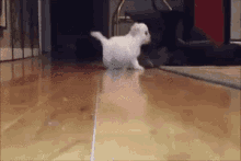 気をつけて　きをつけて　犬　いぬ　可愛い　かわいい GIF - Dog Slide Becareful GIFs