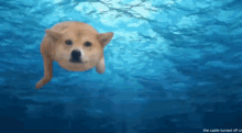 Dog Swim GIF
