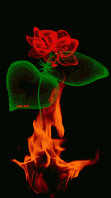 Dum Rose GIF - Dum Rose Fire GIFs