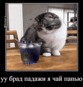 чай Komaru Cat GIF