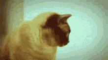 Retro Cat GIF - Cat Retro Cute GIFs