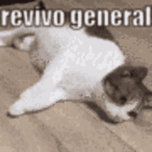 cat fall discord dead chat revivo general