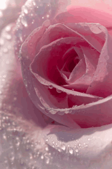 5577 Pink Love Rose GIF - 5577 Pink Love Rose 7755 GIFs