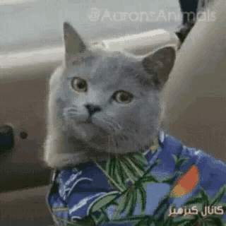 Cat кот GIF - Cat Кот Подмигивает - Discover &amp; Share GIFs