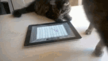 Cat Attack GIF - Cat Attack Tablet GIFs