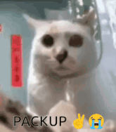 a white cat is wearing a headset and crying with the words packup below it .