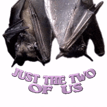 funny animals joke jokes bats bat couple