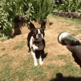 Dog Spray Dog With Water GIF