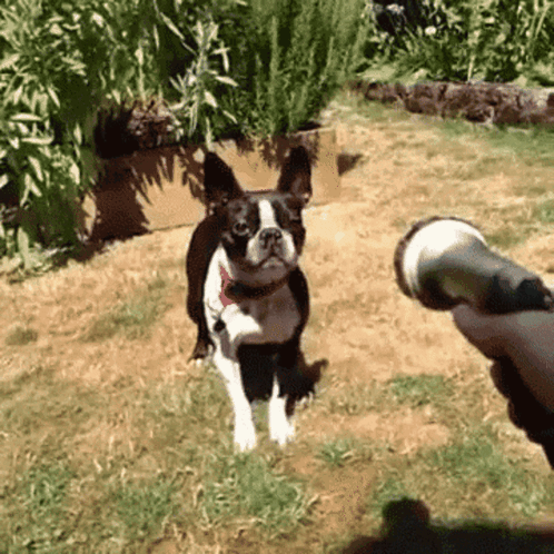 Spraying dog with fashion water