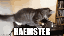Cat Rotate GIF - Cat Rotate Spin GIFs
