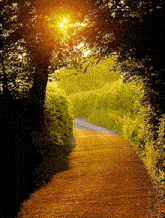 Sunny-day Great-britain GIF - Sunny-day Great-britain English-county-road GIFs
