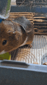 a brown and gray guinea pig standing on a mat in a cage