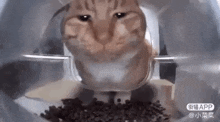 Mr Fresh Cat Punch GIF - Mr Fresh Cat Punch Boop GIFs