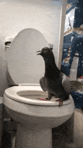 a pigeon sitting on top of a toilet with the lid up
