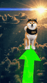 a dog wearing a hat that says dea stands on a green arrow