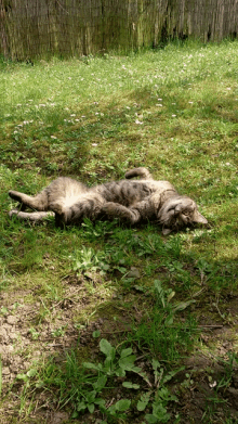 Cat Lazy GIF - Cat Lazy Spring GIFs