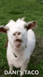 a white goat is sticking its tongue out while standing in a field .