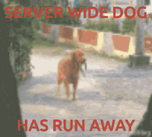 Fireteam Serverwidedog GIF - Fireteam Serverwidedog Dog GIFs