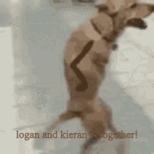 Dog Kieran GIF - Dog Kieran Logan GIFs