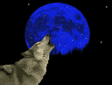 Wolf Full Moon GIF